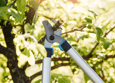 台中樹枝清運推薦-台中樹木清運推薦