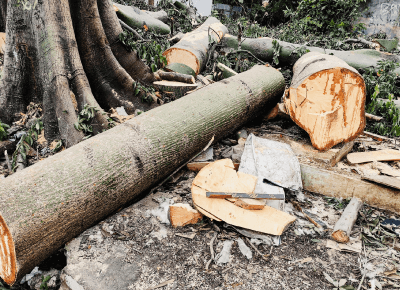 台中樹枝清運推薦-台中樹木清運推薦