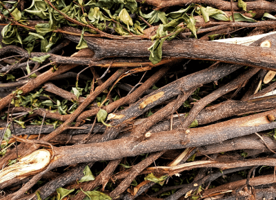 台中樹枝清運推薦-台中樹木清運推薦