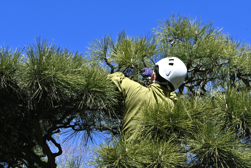 台中樹枝清運推薦-台中樹木清運推薦