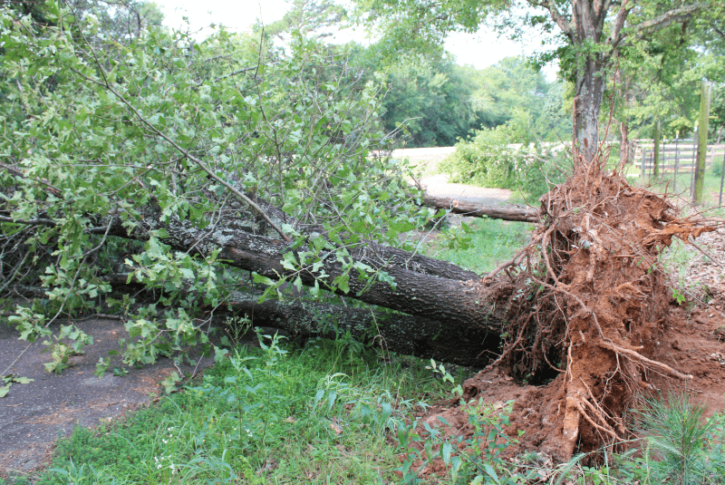台中樹枝清運推薦-台中樹木清運推薦
